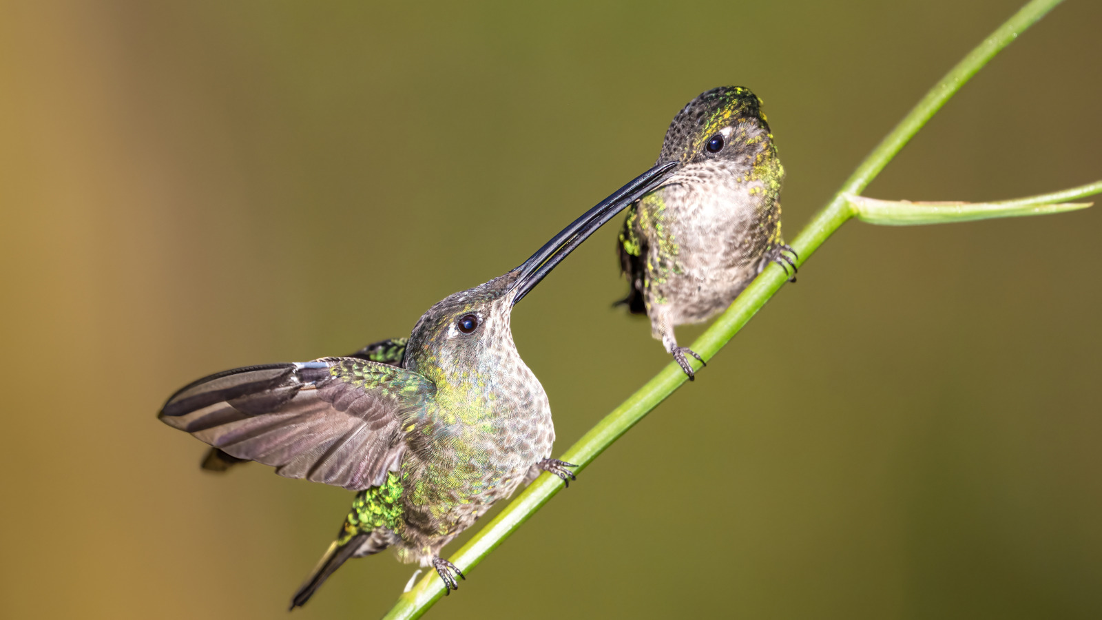 Comment réutiliser un lustre pour attirer plus de colibris dans votre cour
