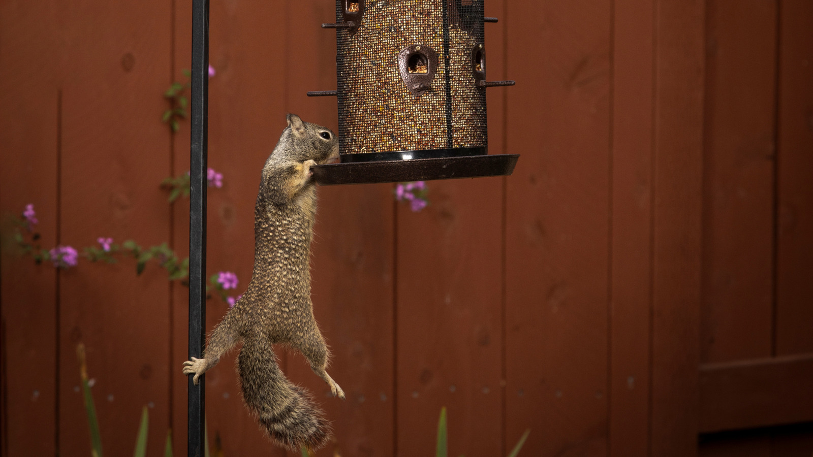 Éteindre votre poteau d'alimentation pour les oiseaux peut être le secret pour dissuader les écureuils