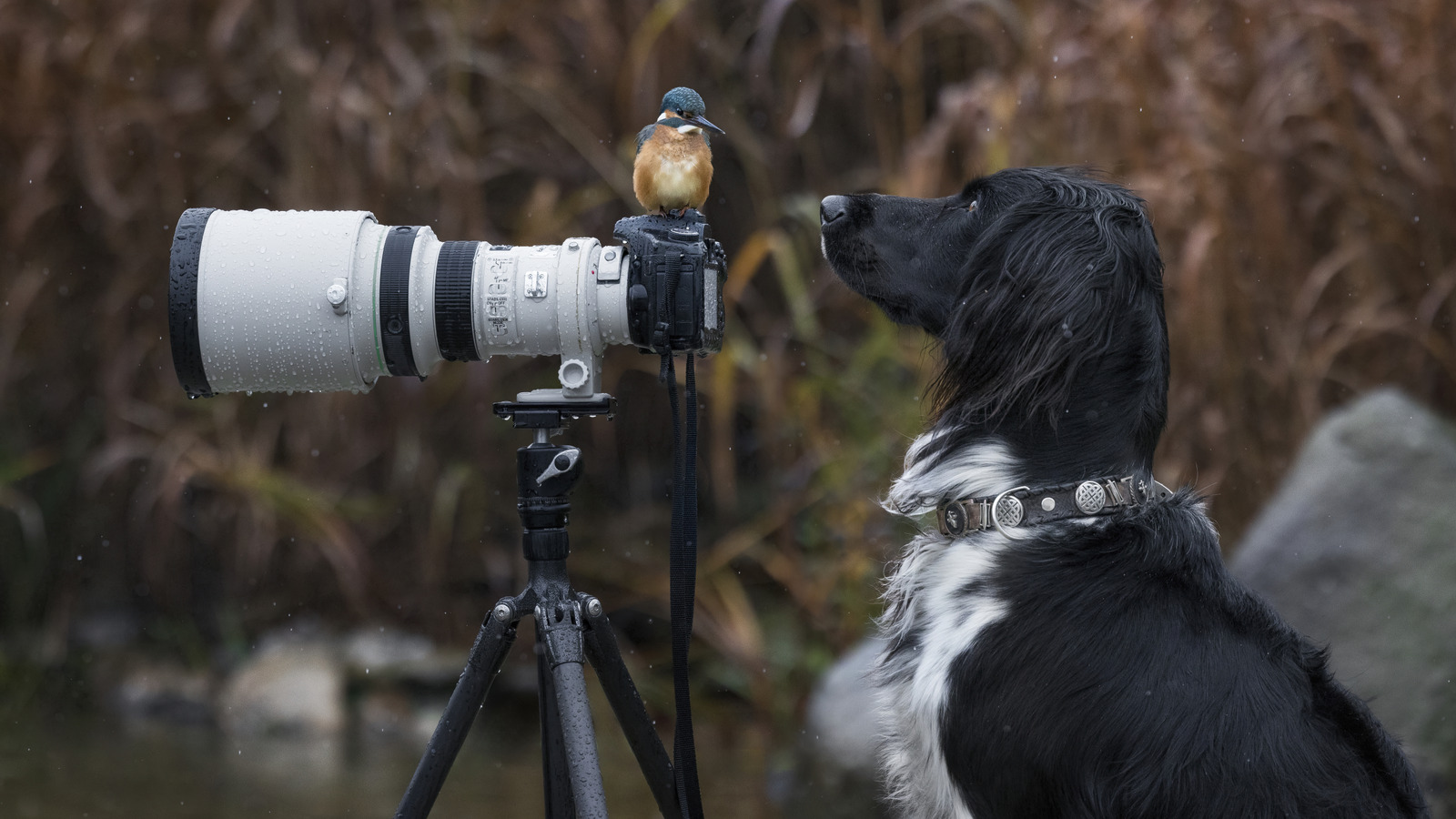 Les choses à faire et à ne pas faire en matière de photographie animalière éthique